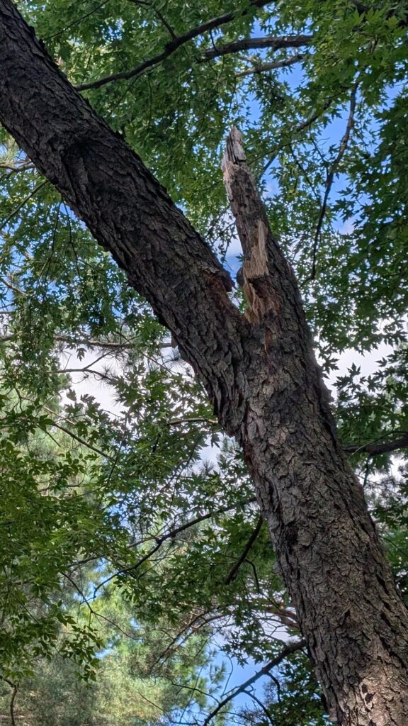 How would a pro take this down? How would a pro take this down?