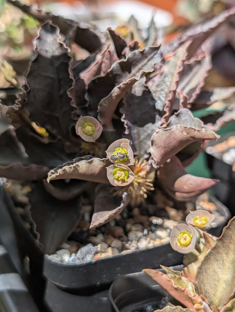 Sweat Bee on E. Francoisii