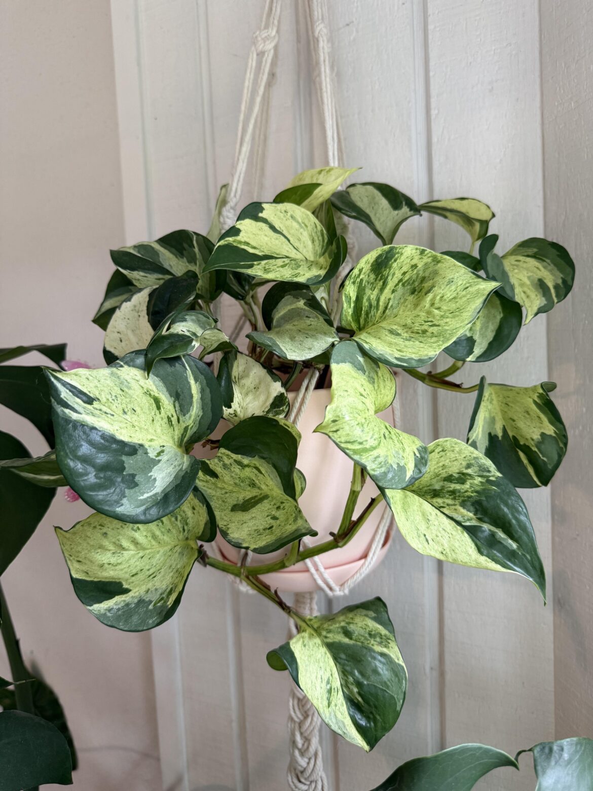 Just wanted to share my beautiful Manjula 💚