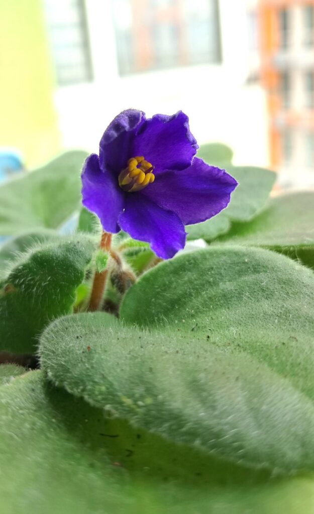 My violet grown from a leaf finally bloomed🥹