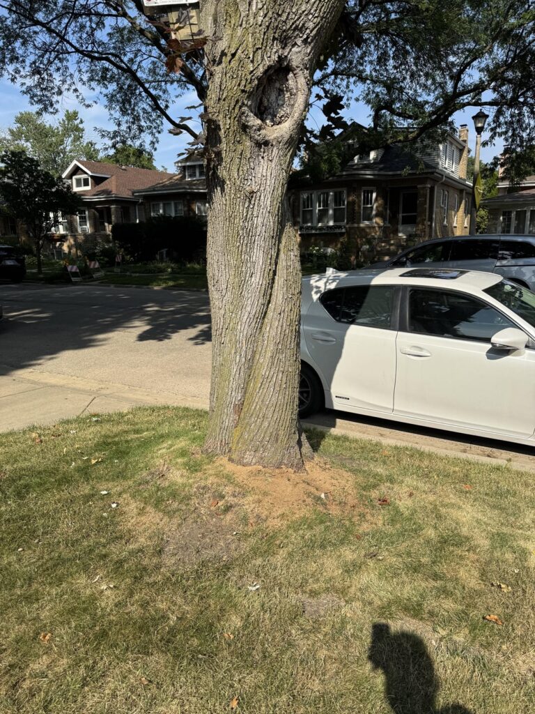 Is my tree ok?