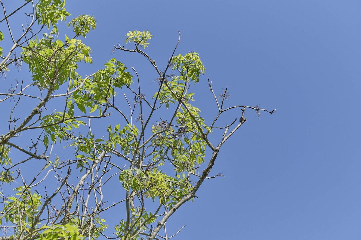 Ash dieback disease starts with a fungus called Hymenoscyphus fraxineus. It spreads by spores that drift through the air in summer and settle on ash leaves. File picture