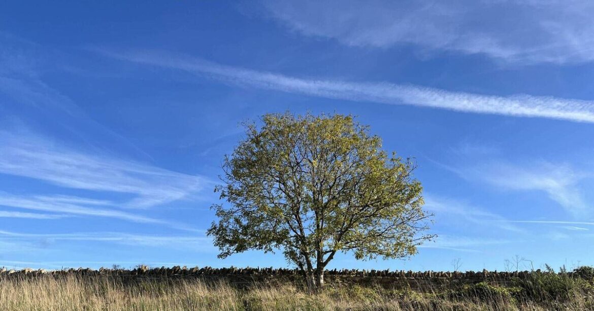 How to combat ash dieback in our gardens