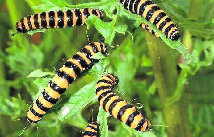 Cinnabar moth caterpillars, which feed on ragwort
