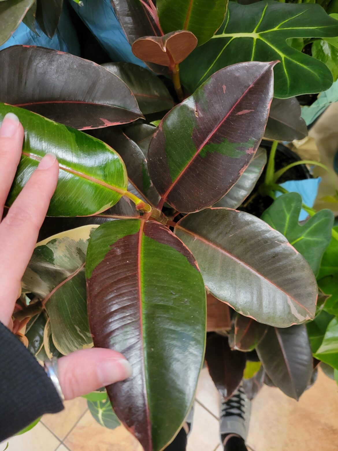 Ruby Rubber Plant?