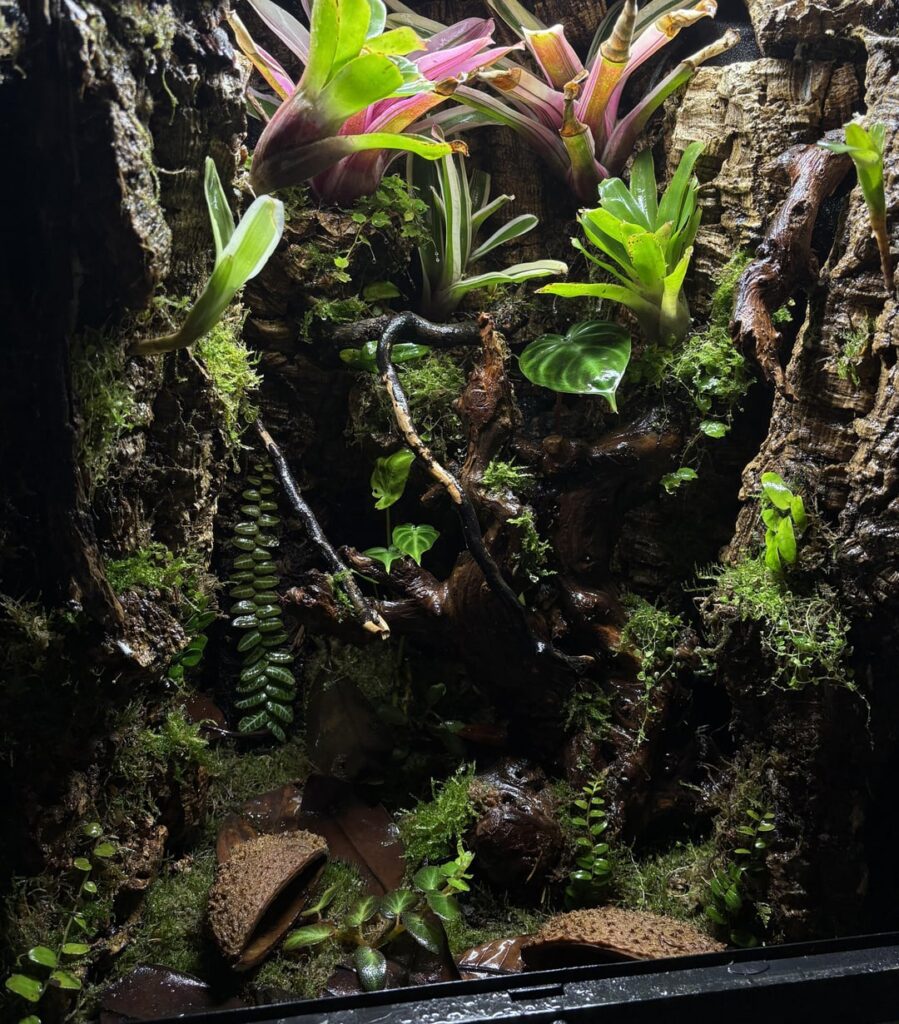 Re-made my first vivarium after a year (after and before) Re-made my first vivarium after a year (after and before)
