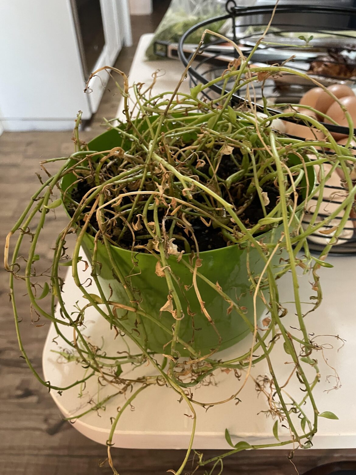 seeking help for string of dolphins
