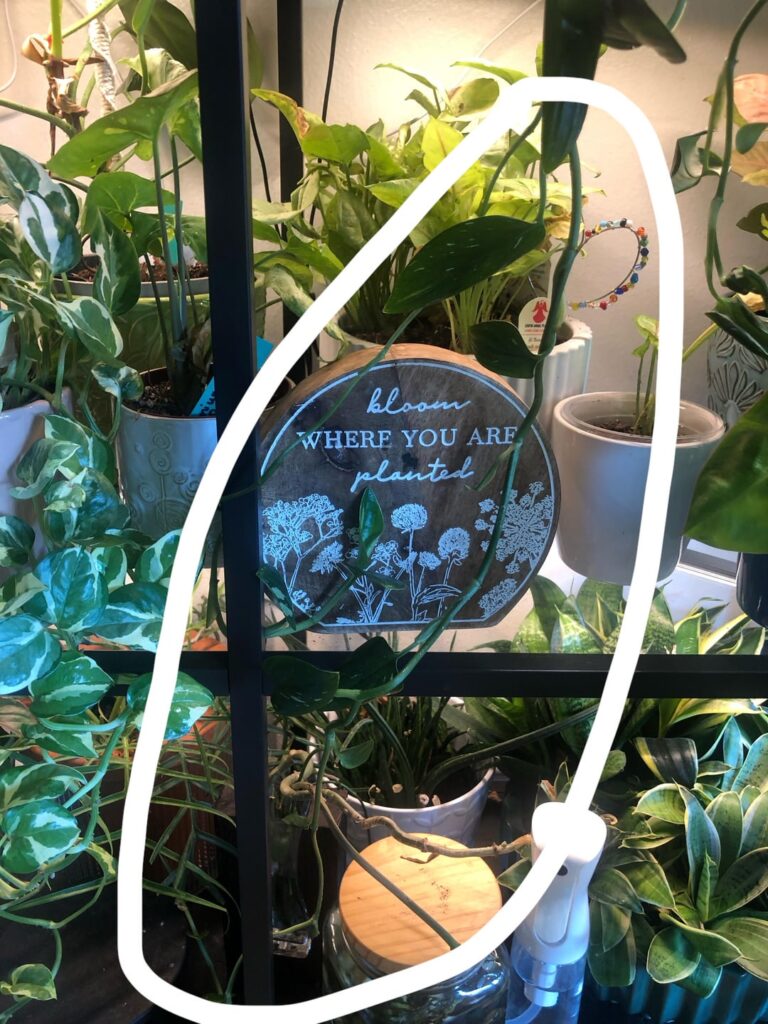 Runners-cut’em or let them grow? Runners-cut’em or let them grow?