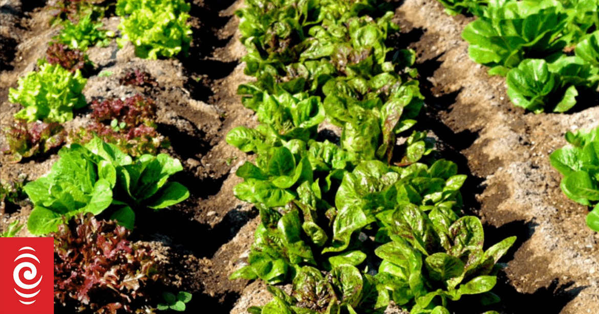 Advocates push for new community gardens in South Auckland Advocates push for new community gardens in South Auckland