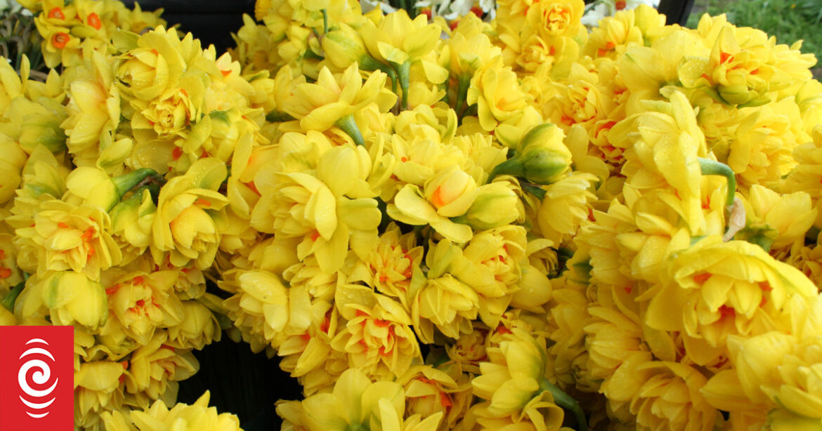 'Symbol of hope': Canterbury flower farm has biggest-ever Daffodil Day order