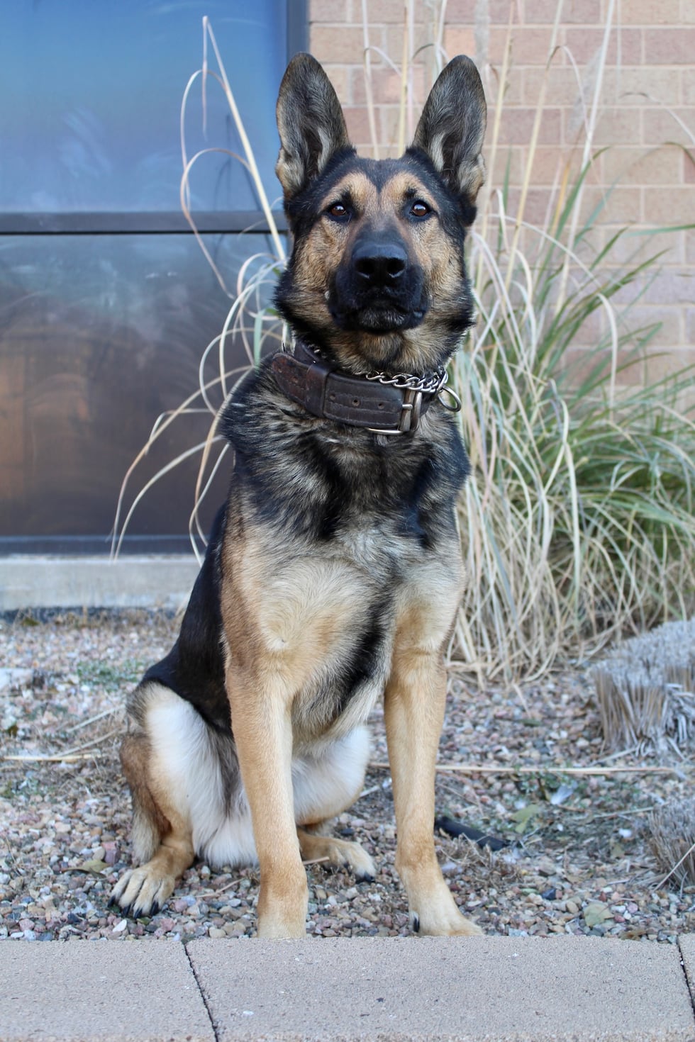 K9 Koda retired from the Garden City Police Department on August 11, 2025. (GCPD)