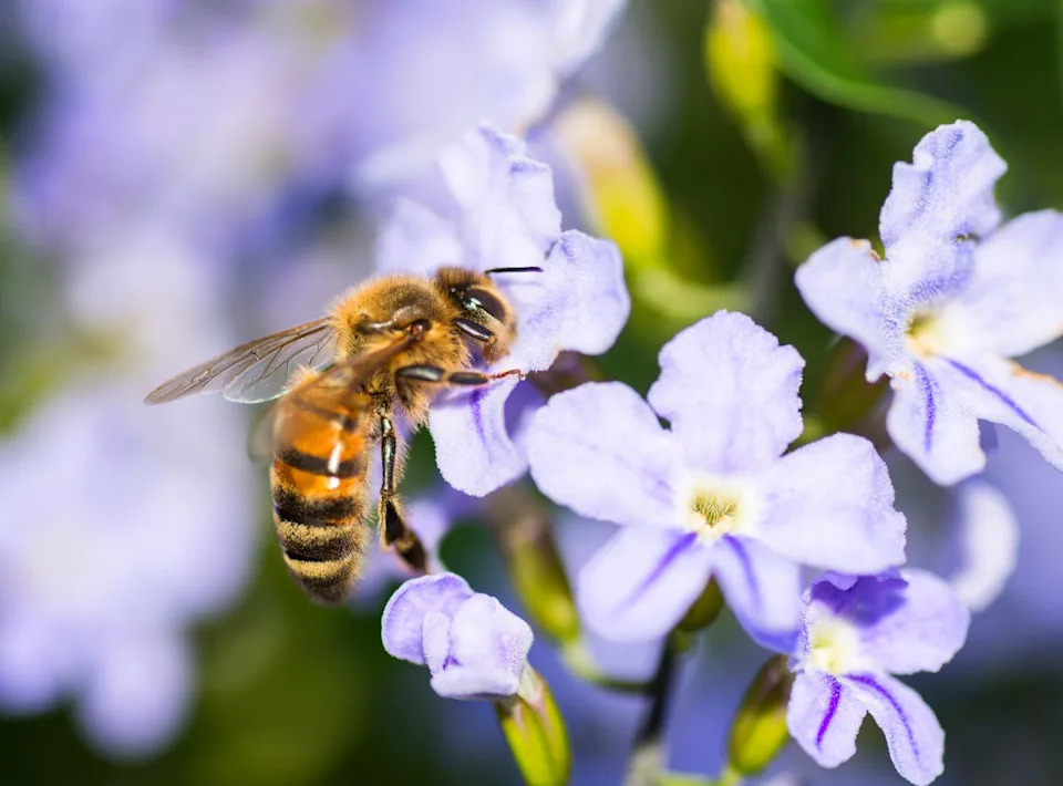 how to get rid of wasps
