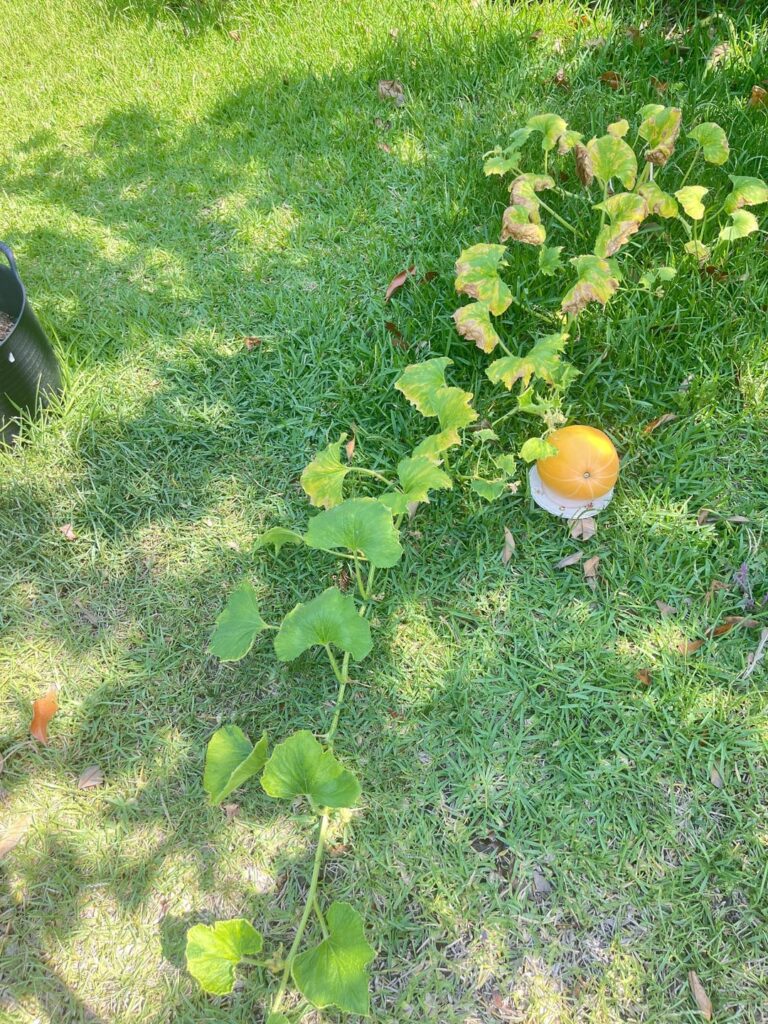 Can I expect more growth from this pumpkin?