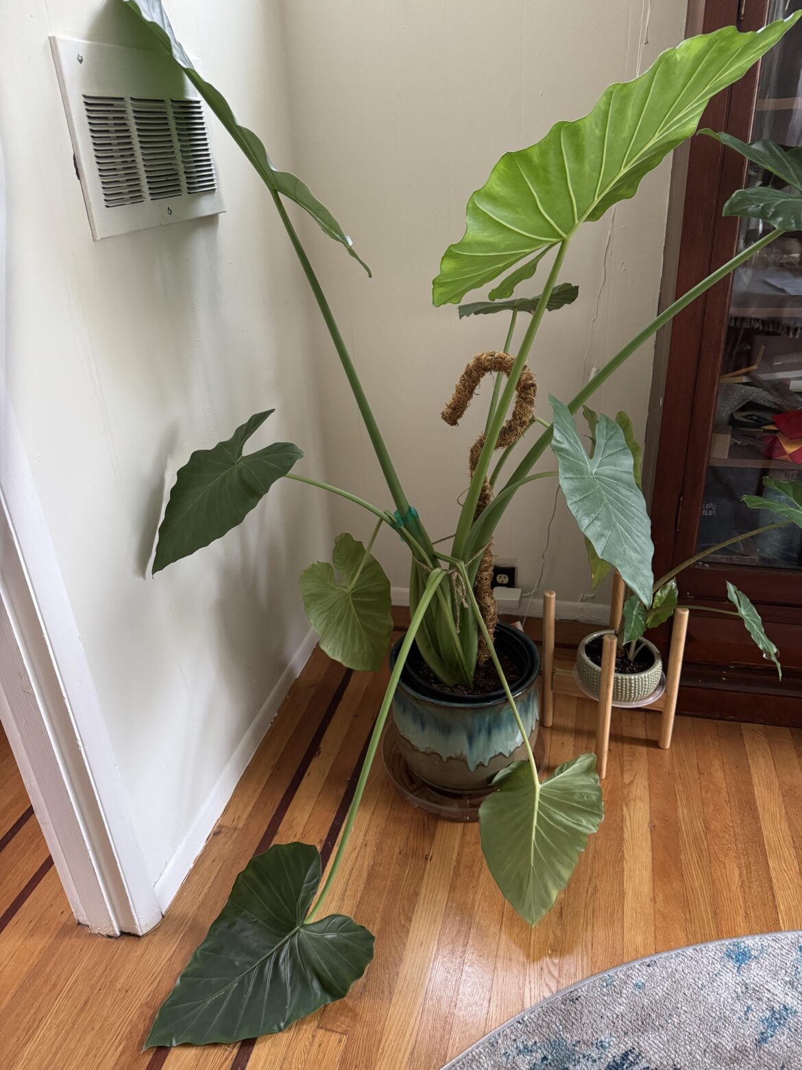 Cut dying leaves or leave them?