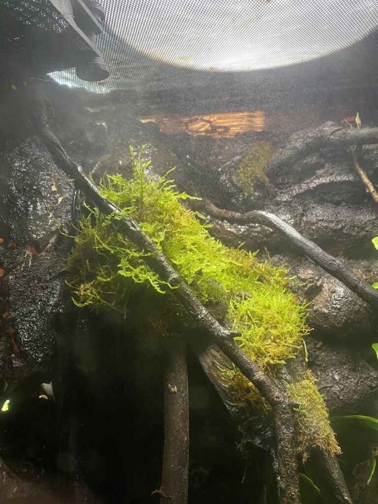moss continuously dying.. moss continuously dying..