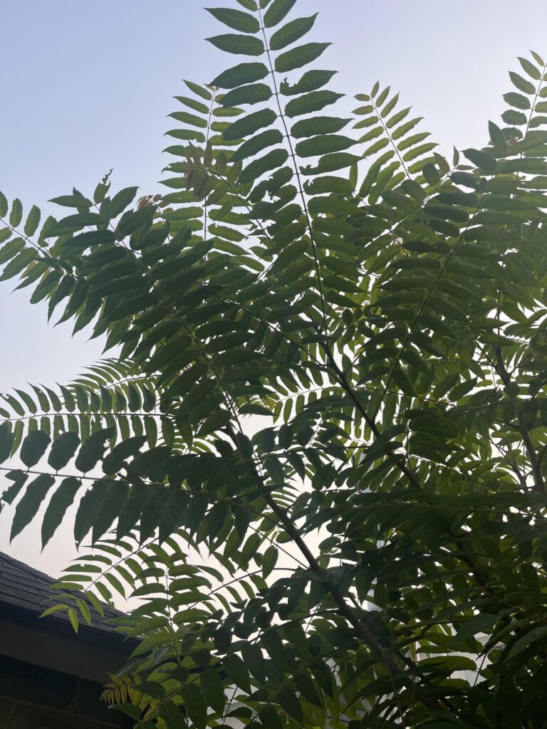 New tree popped up in between property lines
