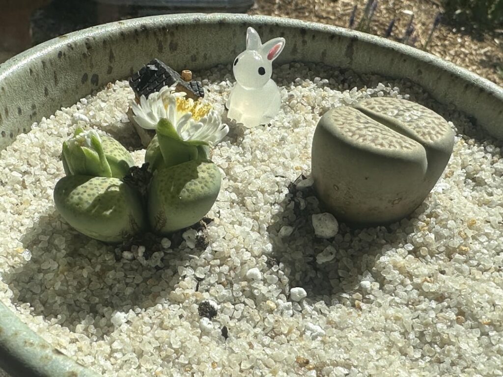 Are my lithops okay?