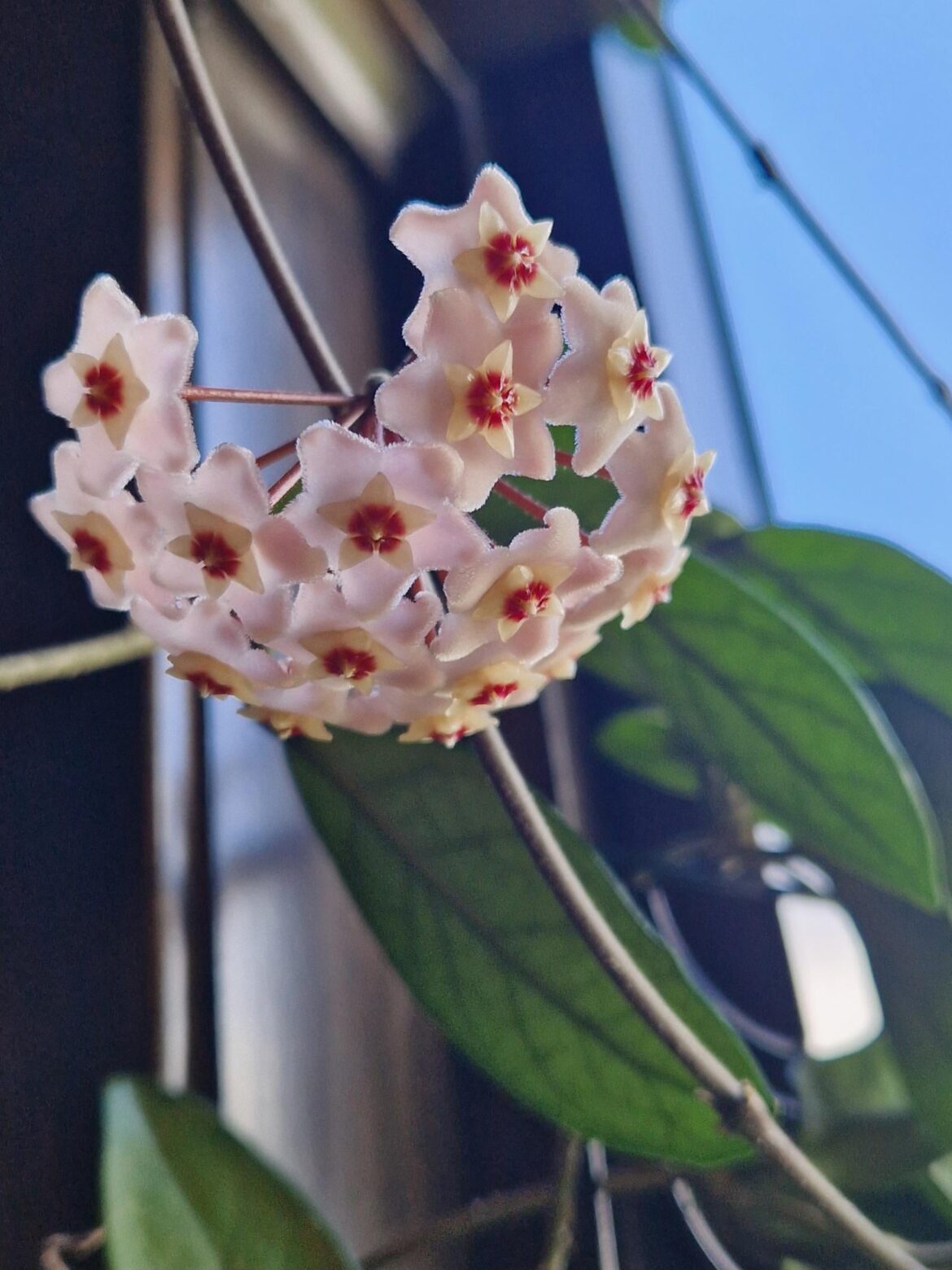 Cutting from a 70+ year old plant decided to suddenly bloom