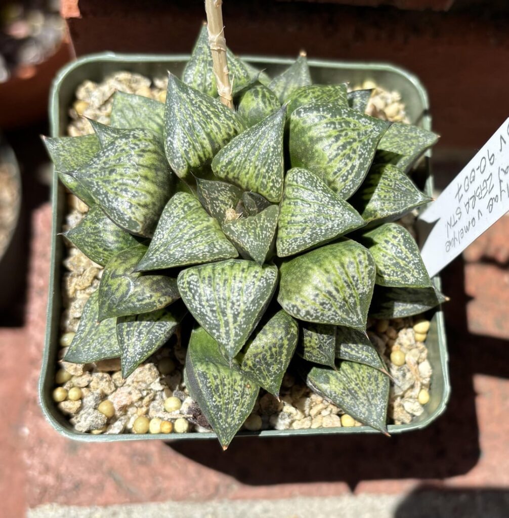 A couple H. emelyae var emelyae (=picta) JDV 90-007, Zebra Stn