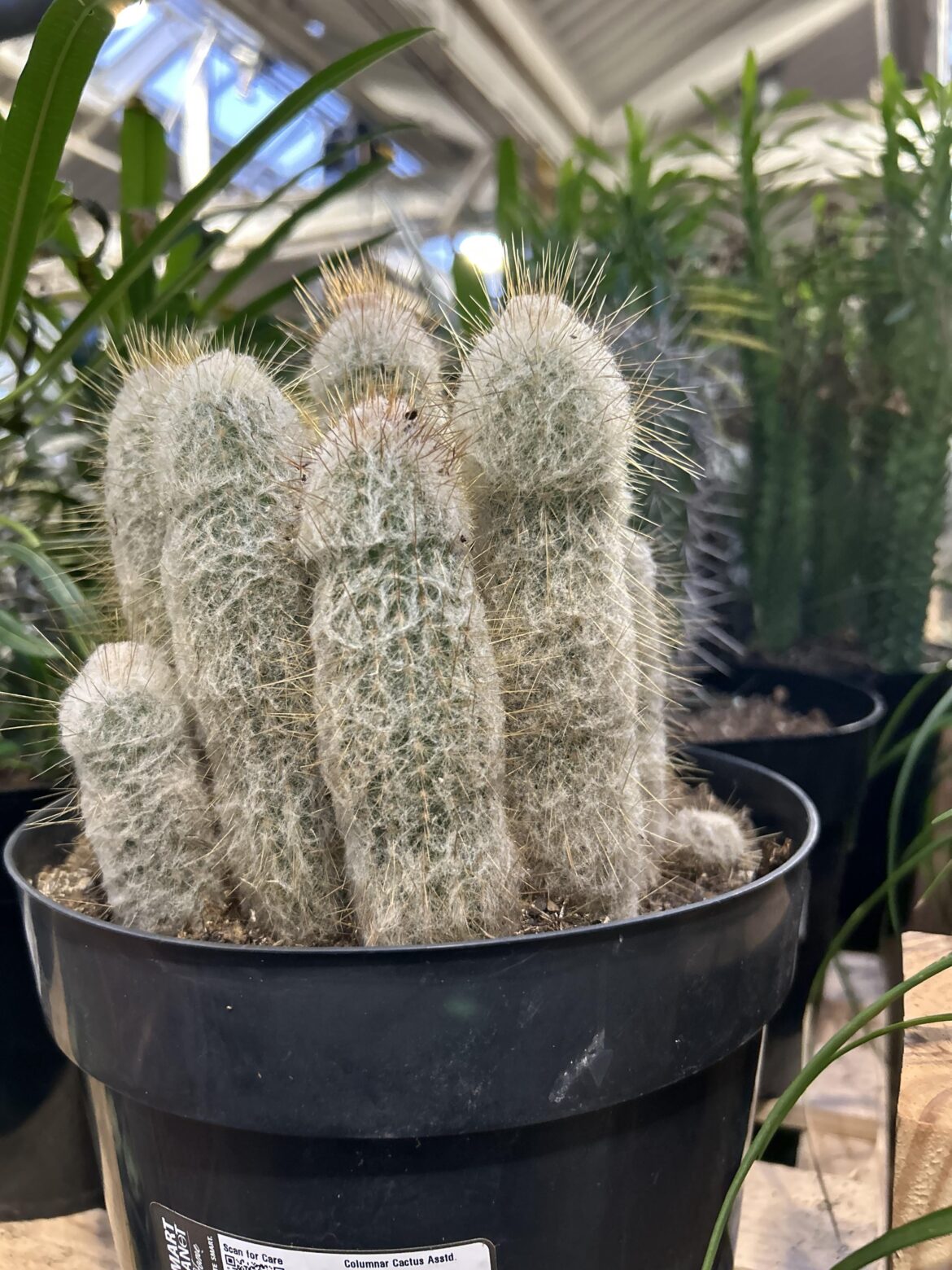 Is this a common cactus shape?