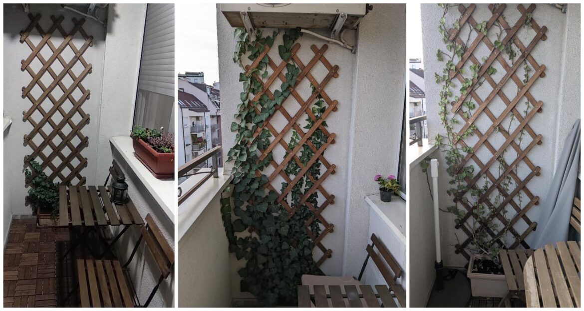 Help with ivy