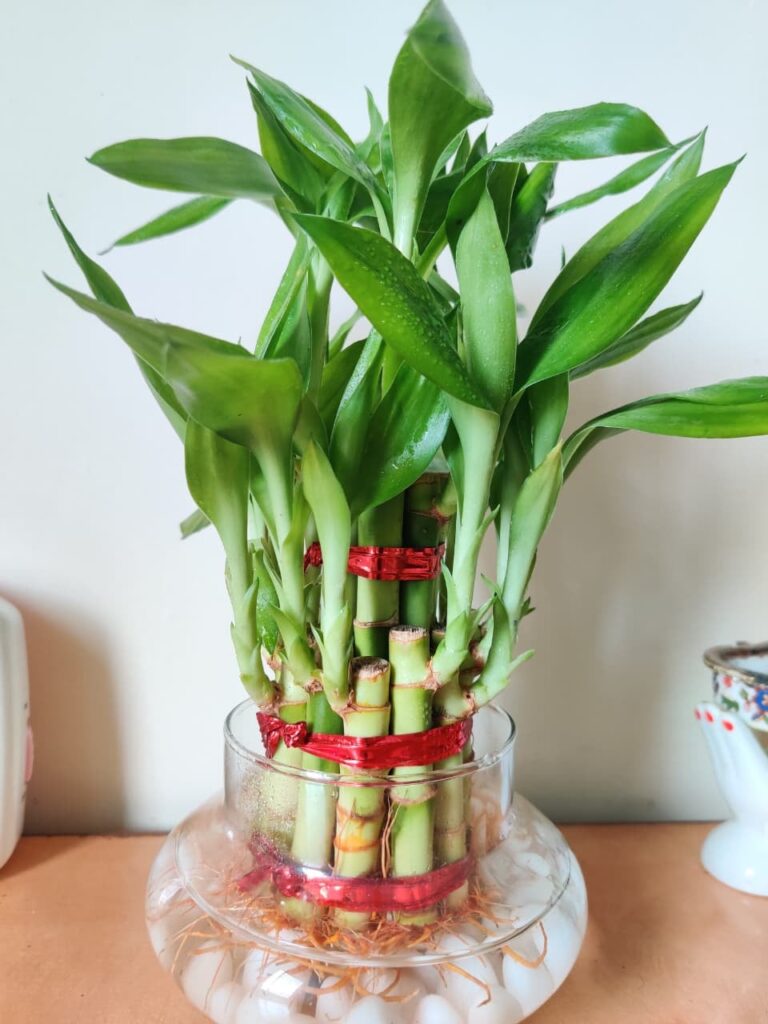 Is this lucky bamboo growing healthy?