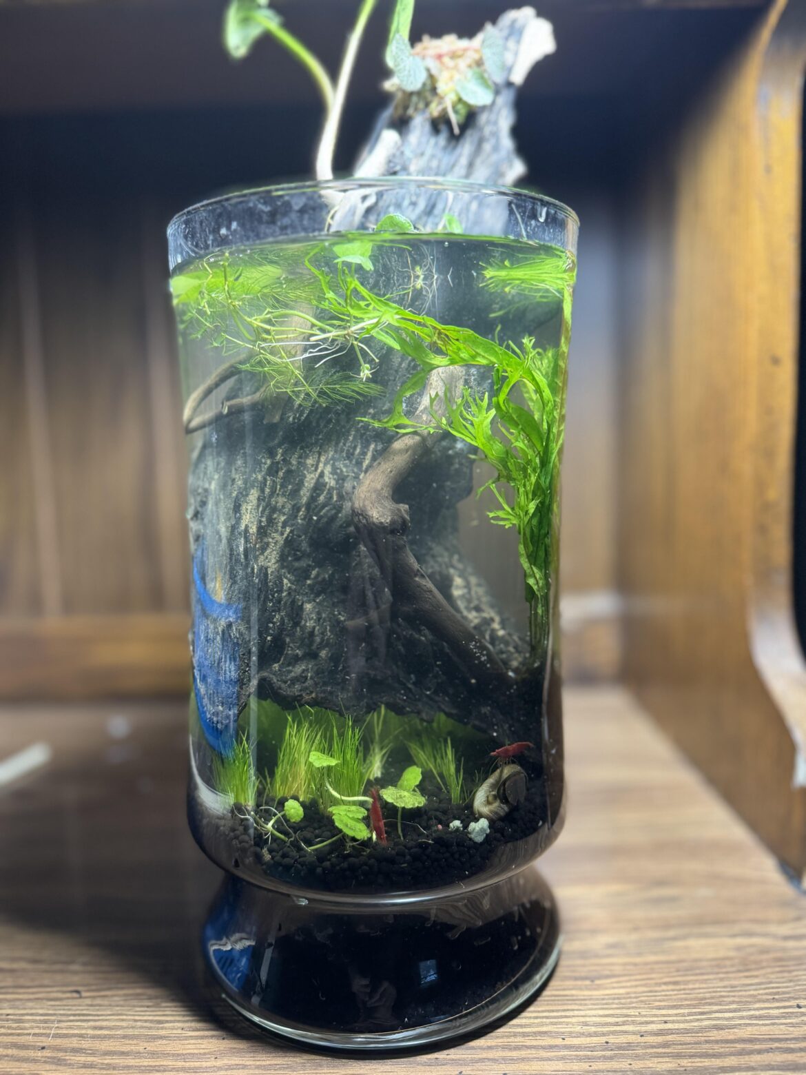 1 gal cherry shrimp aquarium