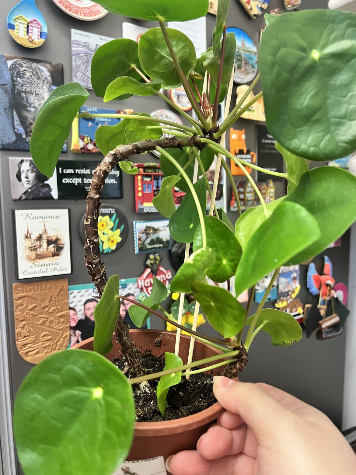 Please help my crooked boy. Please help my crooked boy.