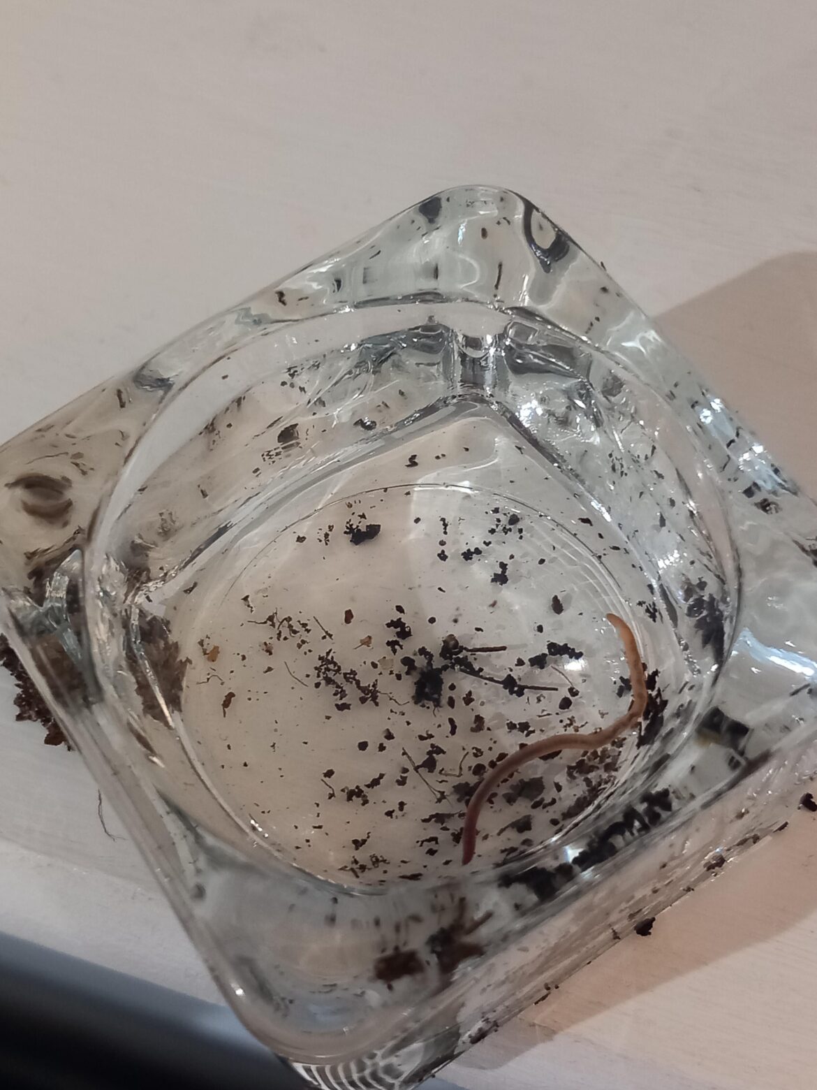 Can anyone please id this worm?