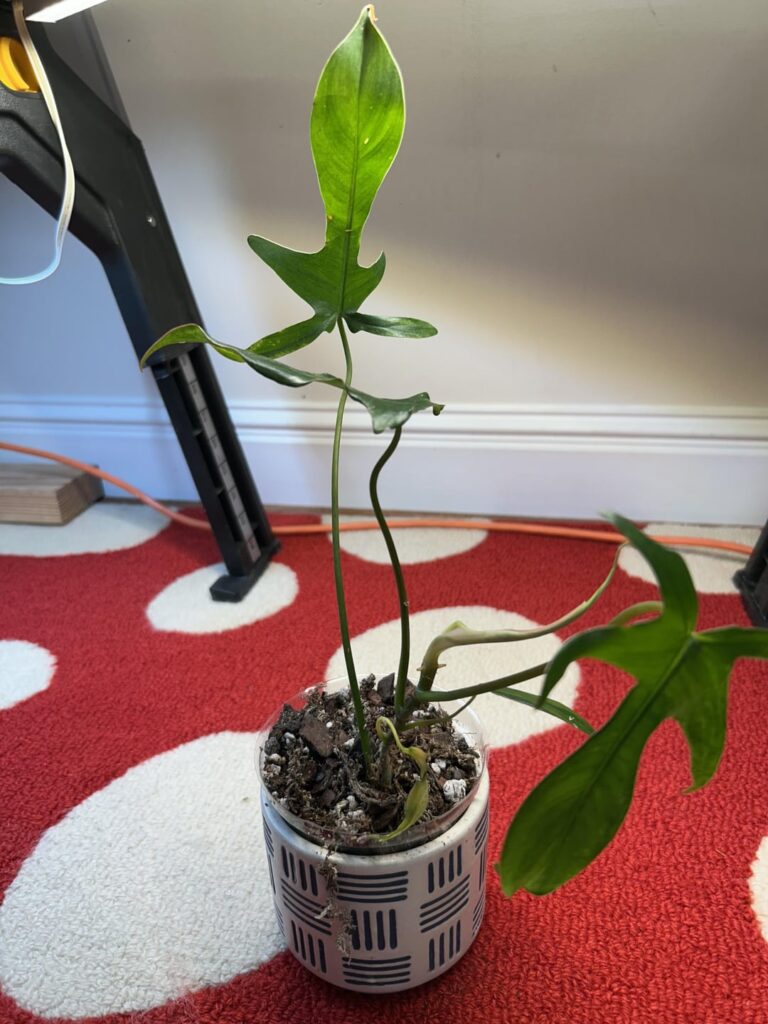 ID Help ID Help