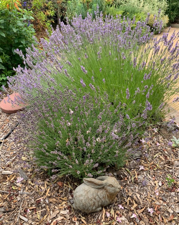 English lavender (Lavandula angustifolia). We present this specimen in a...
