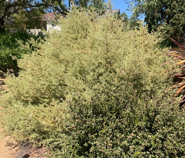 Coast rosemary (Westringia fruticosa ‘Morning Light’). Although we had learned...