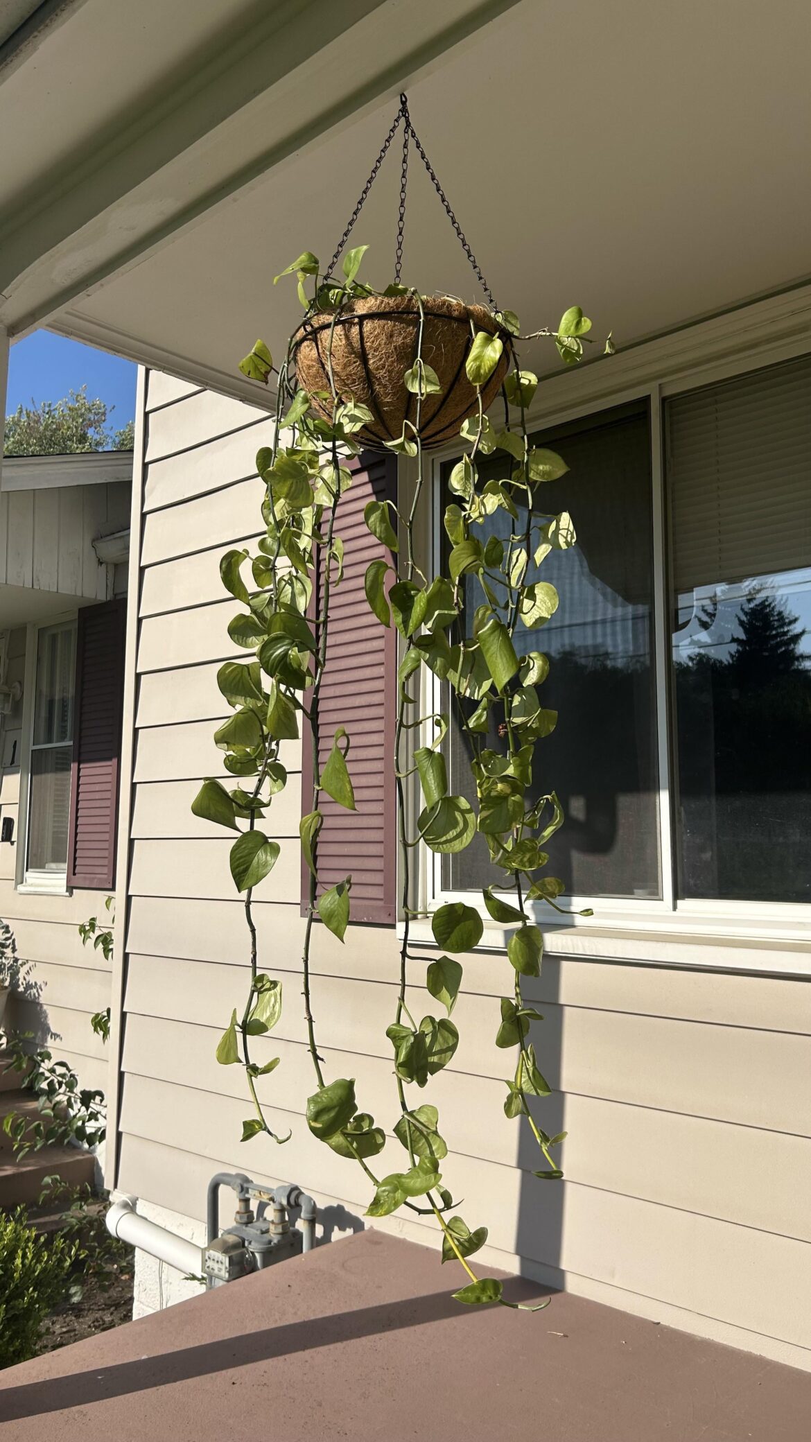 Should I chop up this 2 year old pothos?