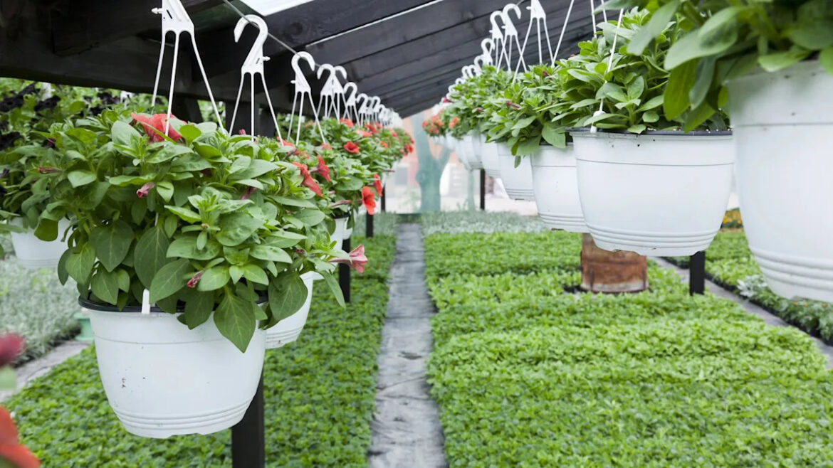 Officials ban sale of once-popular plant with harmful impacts: ‘A plague’ Yahoo news home