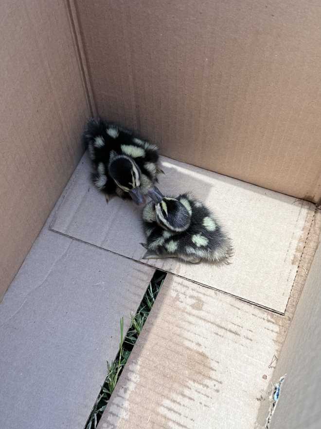 garden city fire-rescue saves ducklings from storm drain
