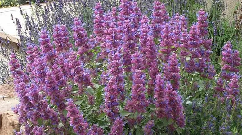 Puffy purple tufts of Mojave sage grow in a garden.
