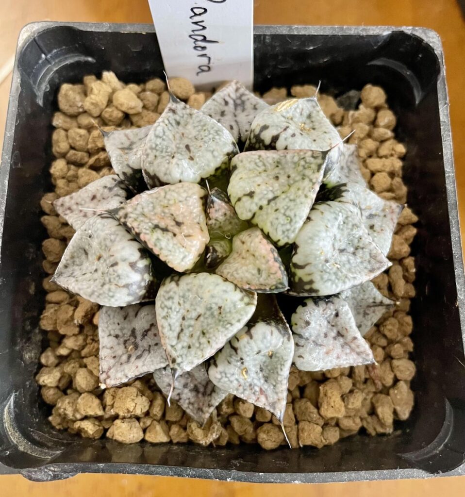 Updating a couple of photos in my plant app today