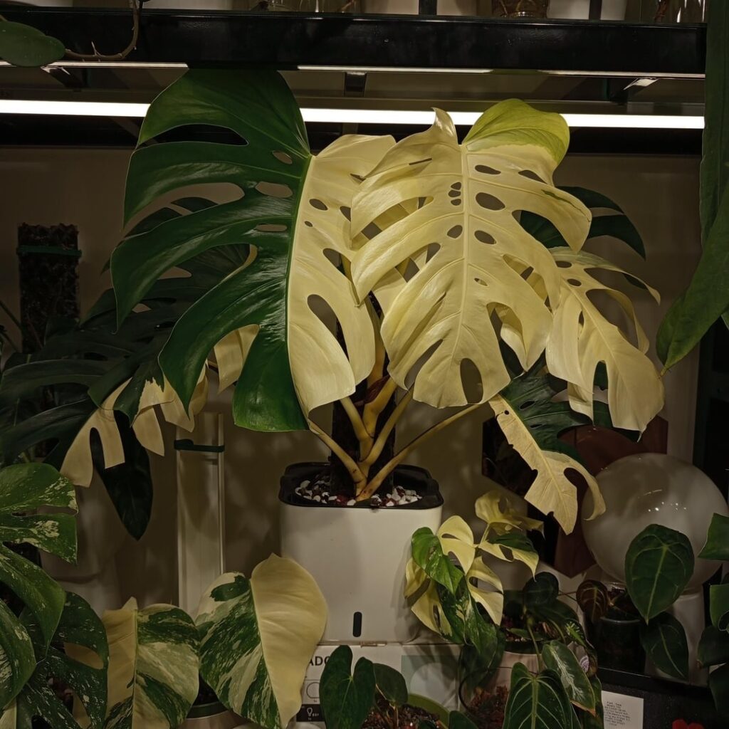 Monstera Albo in a self watering pot with a moss pole.