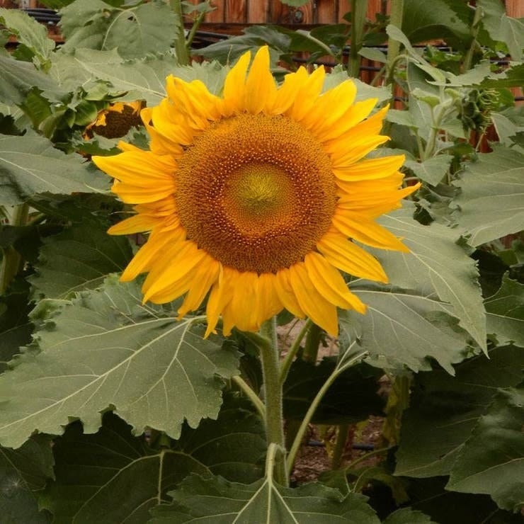 bright yellow sunflower surrounded by green leaves