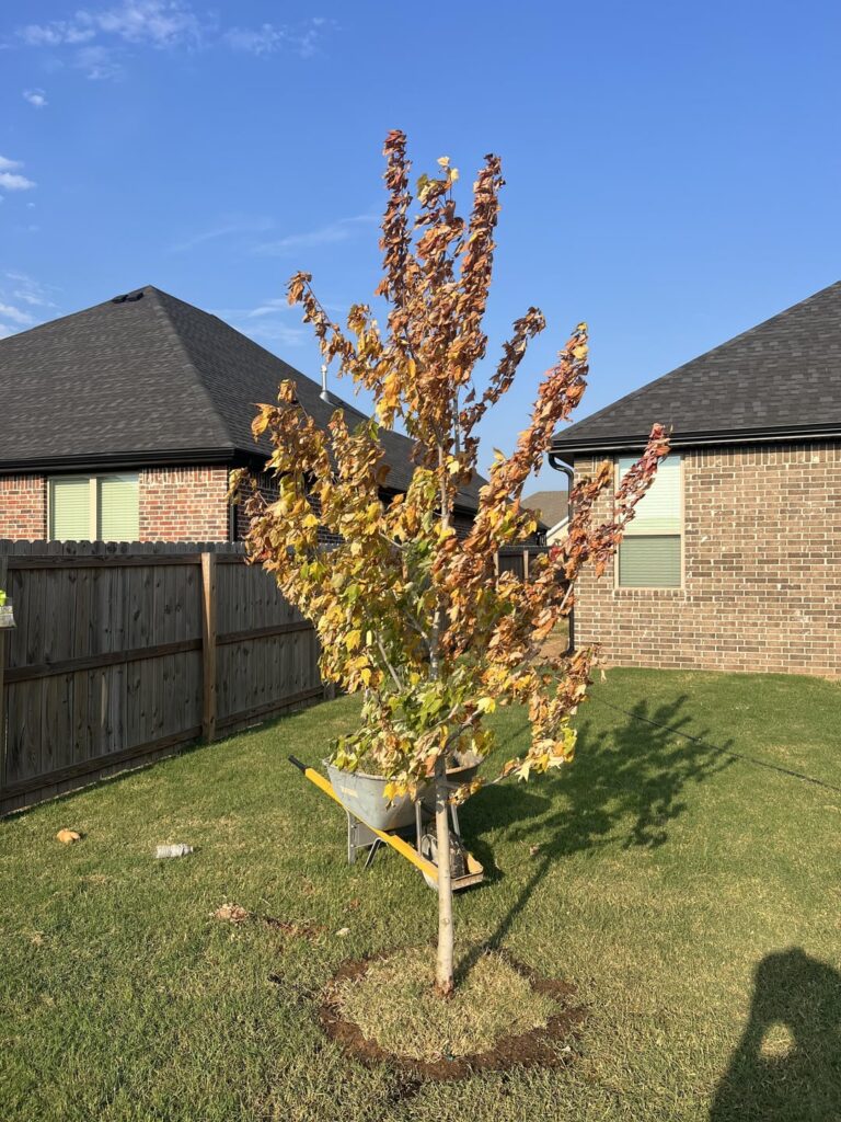 My red maple has severe bark damage at its base – anything I can do? My red maple has severe bark damage at its base - anything I can do?
