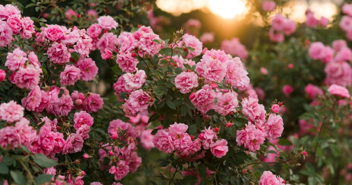 How to make rose bloom and avoid damage with 4 must-do tasks