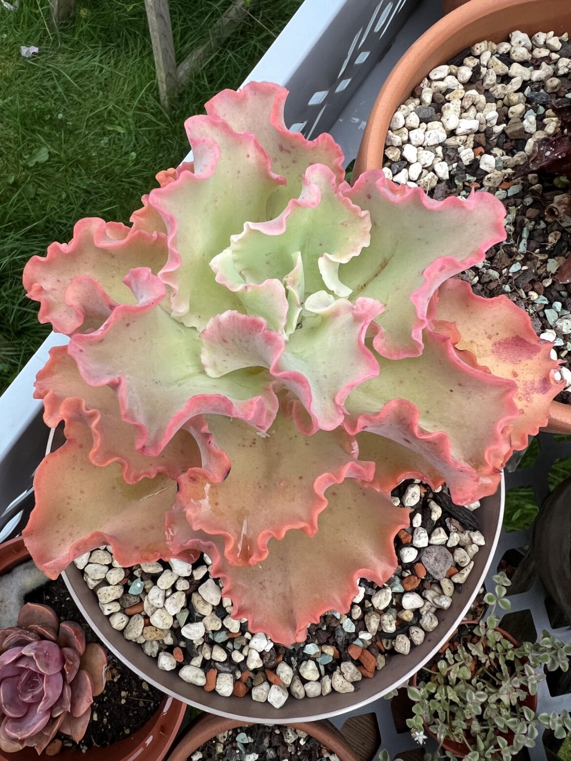 I thought this one was Echeveria Aquarius but I think the stress colours are not matching