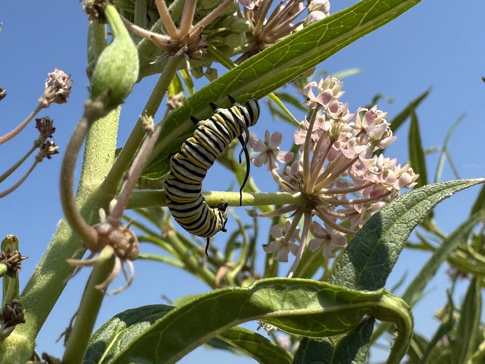 Monarch butterfly caterpillars exclusively eat milkweed plant leaves, making them vital to the...