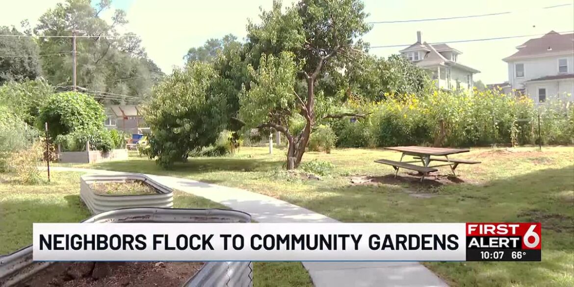 Omaha community garden seeing an increase in home gardening interest as produce prices rise