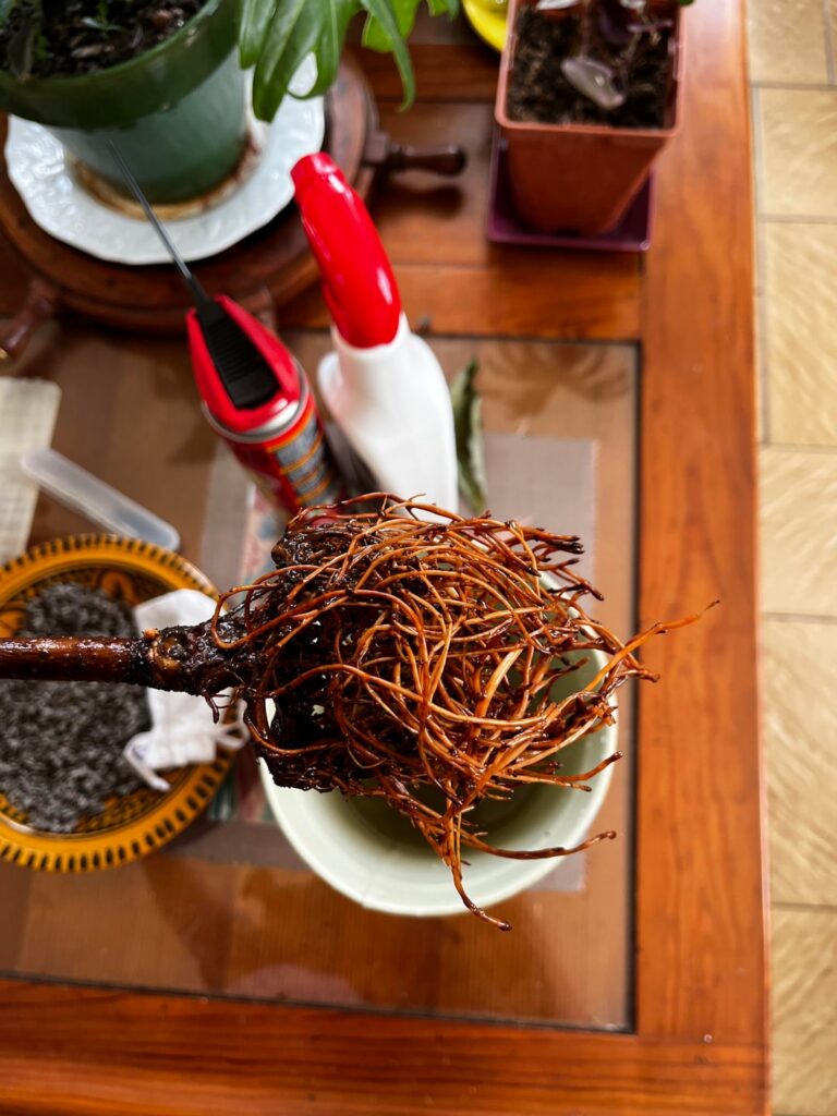 wtf happened to my avocado?