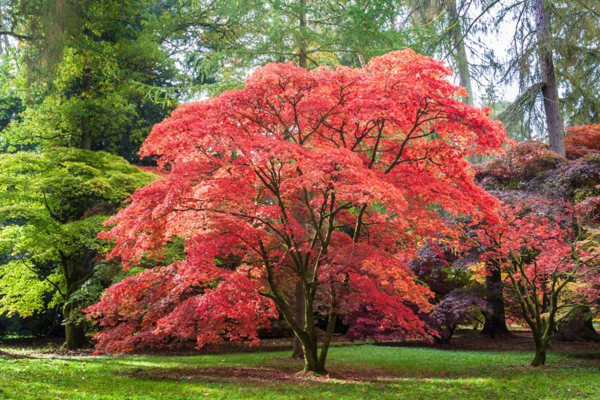 3 trees you should plant in your garden to add value to your property The Northern Echo