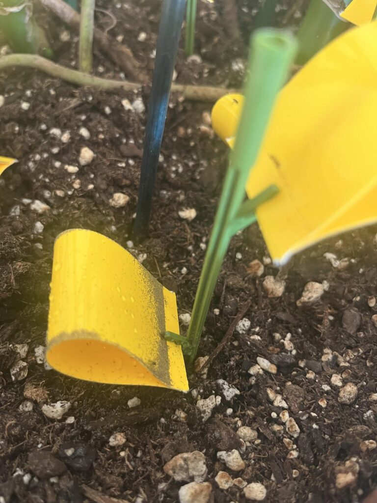 Thought it was thrips… Thought it was thrips…