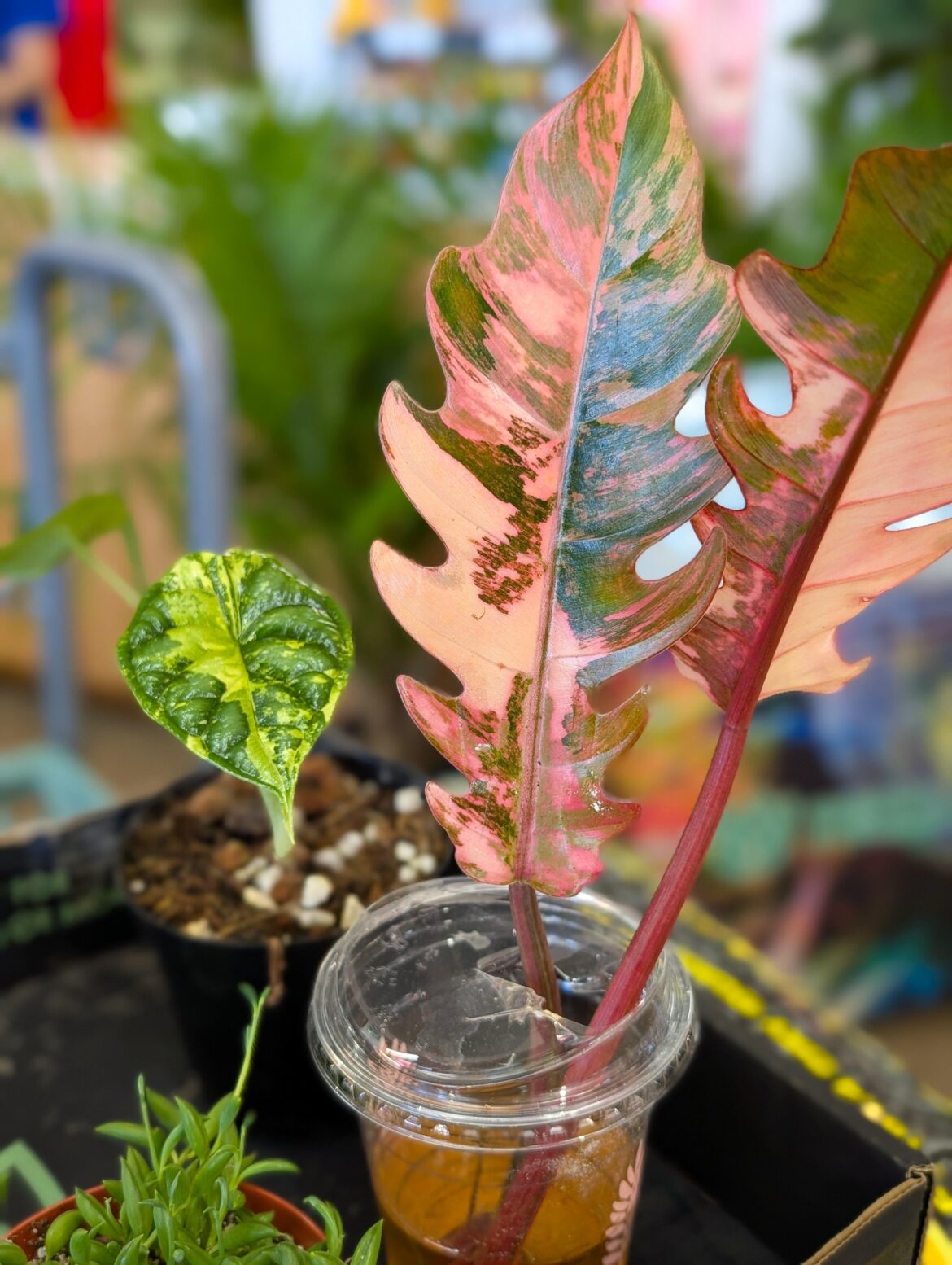 Philodendron Caramel Marble