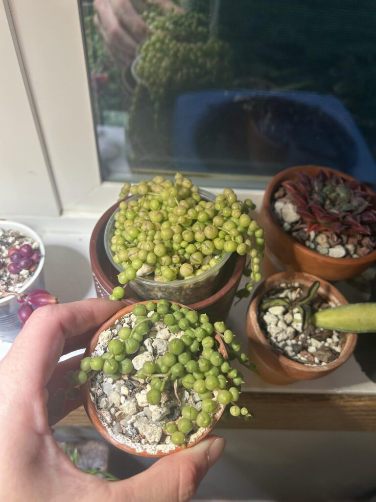 Why is my SOP such a pale green? Why is my SOP such a pale green?