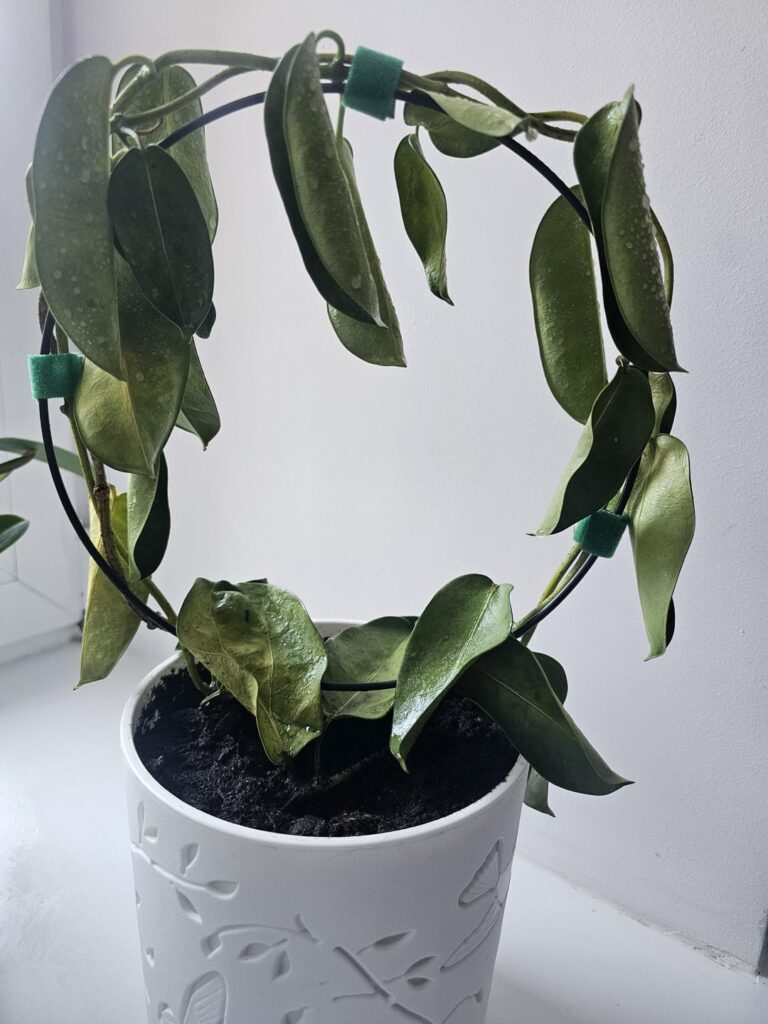 I don't want to lose this fight